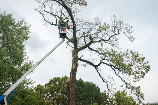 The Steps Involved in Our Tree Care Process in Corte Madera, CA